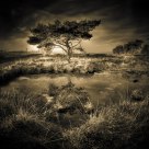 Tree Mirror